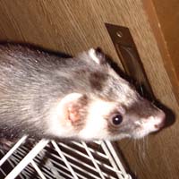 �g���傤�h�c�ł͖����g�����h